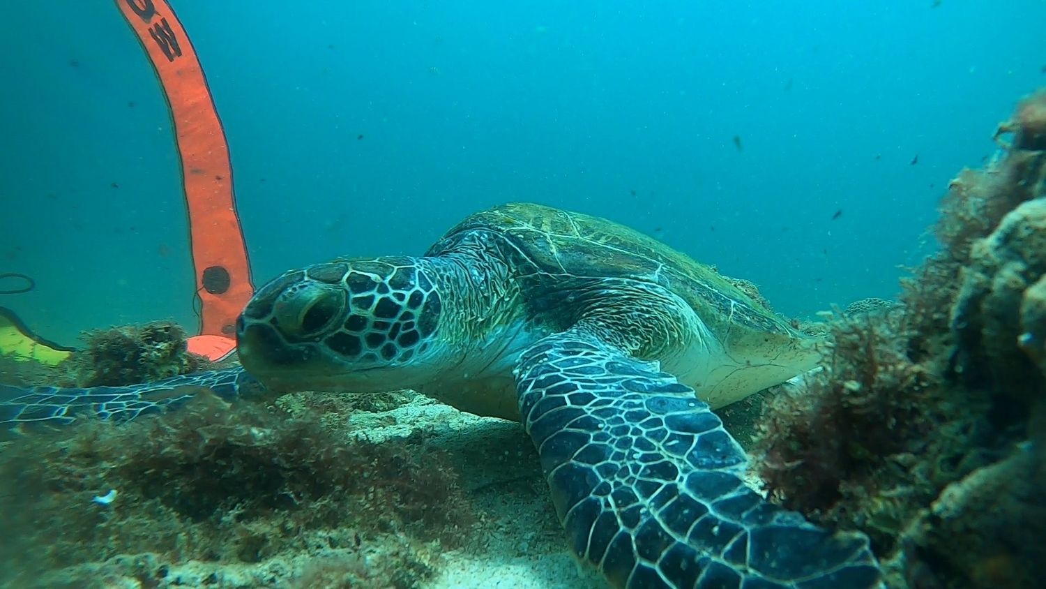 A green sea turtle resting on the reef beside a diver's orange surface marker