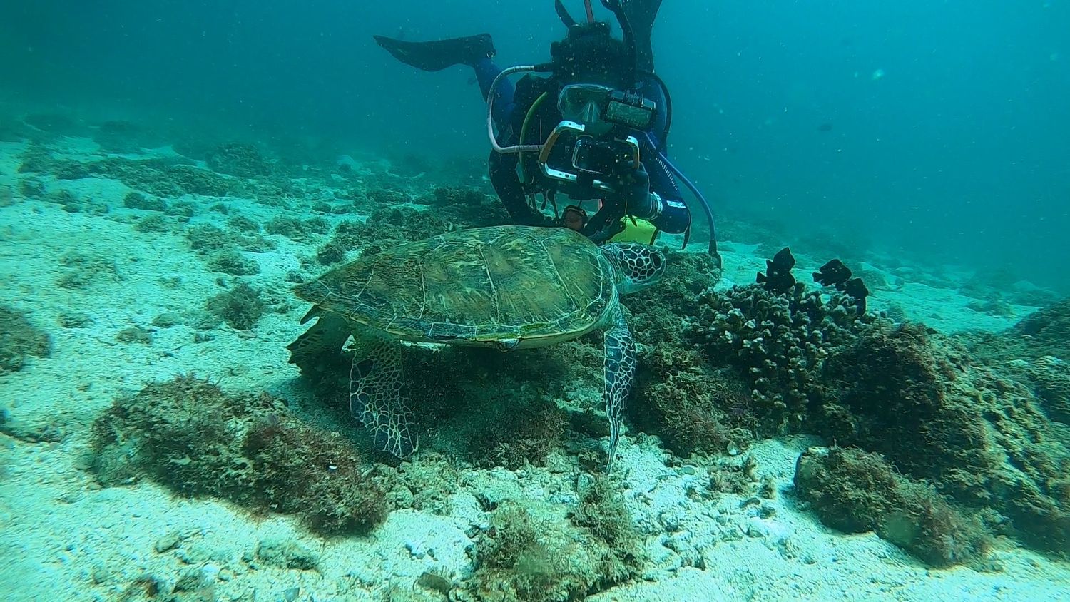 A diver kneeling on the sand beside a green sea turtle on the reef