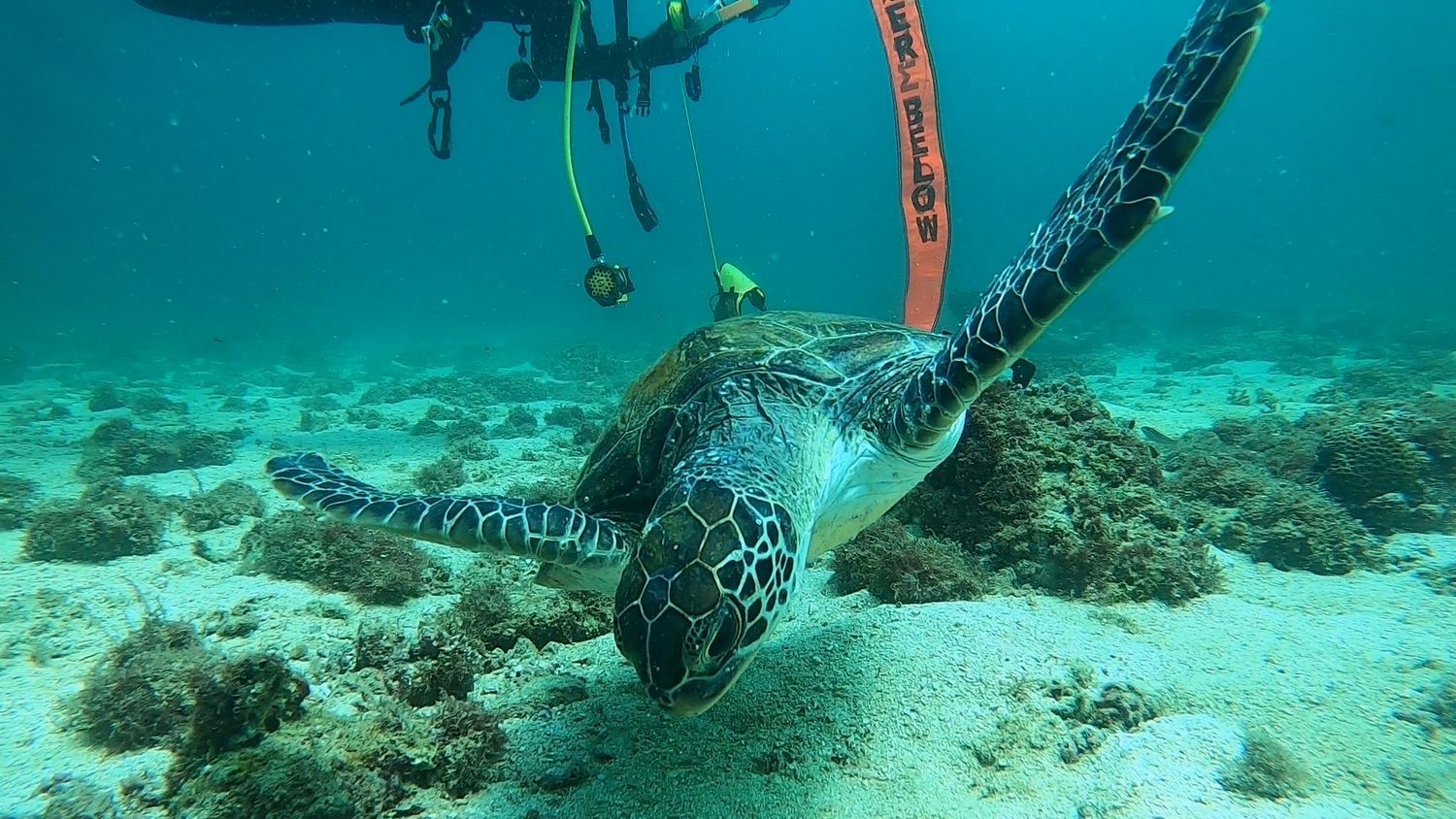 A sea turtle swimming up over the coral, a diver and a surface marker in the distance