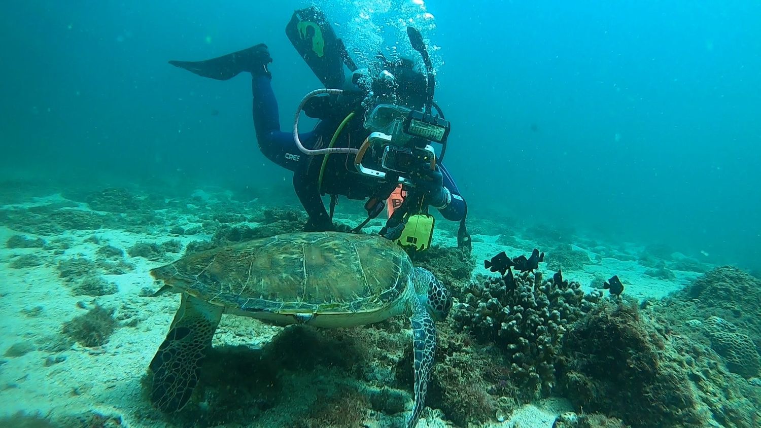 A diver on the bottom next to a large turtle resting on the coral