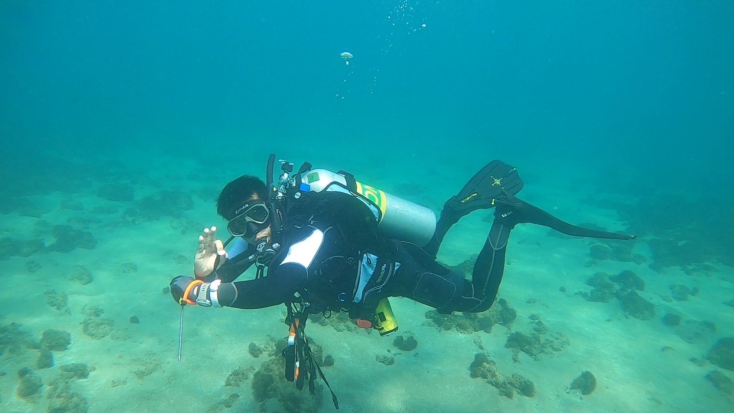 A diver hovering above the reef in a black and white wetsuit, seen from the side
